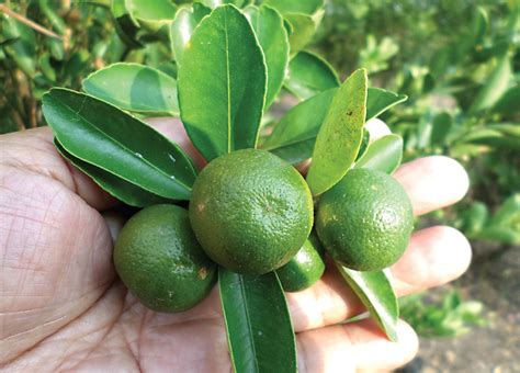 How to grow calamansi – Agriculture Monthly.
